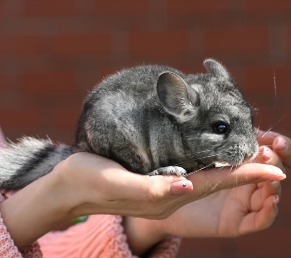 Chinchilla