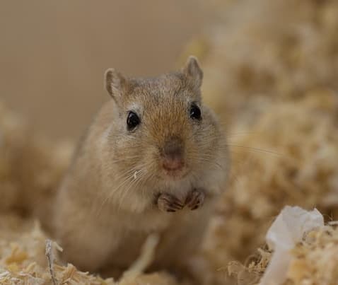 Gerbil