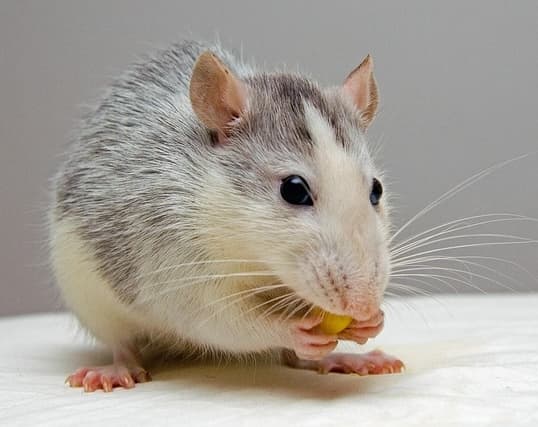 Rat